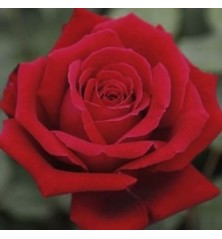 ROSAL PERFUMADO CHRYLER IMPERIAL ROJO MACETA 17CM