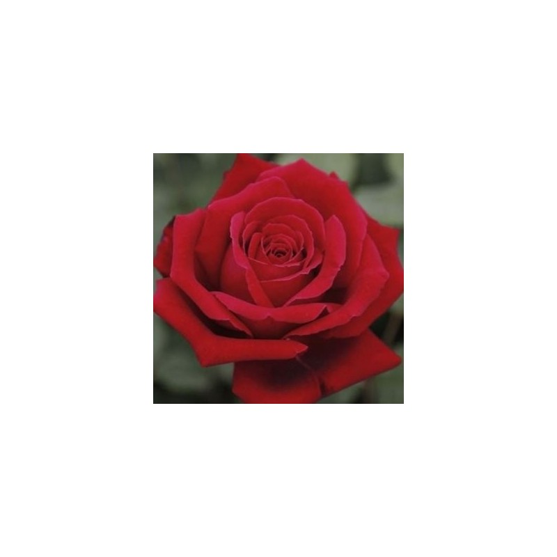 ROSAL PERFUMADO CHRYLER IMPERIAL ROJO MACETA 17CM