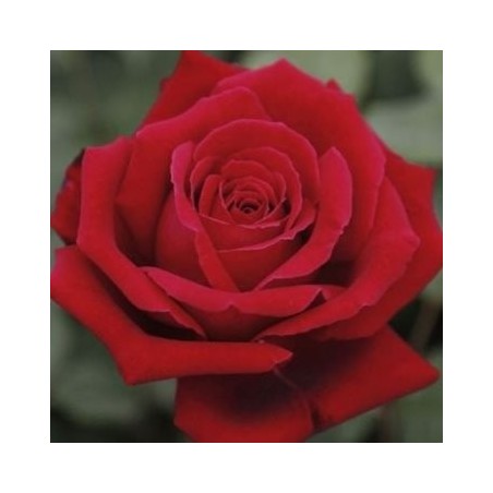 ROSAL PERFUMADO CHRYLER IMPERIAL ROJO MACETA 17CM