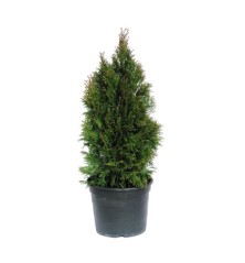 THUJA ESMERALDA MACETA 5L 50/70 ALTURA