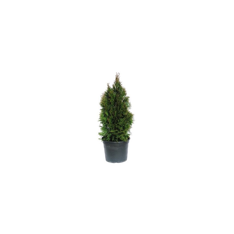 THUJA ESMERALDA MACETA 5L 50/70 ALTURA