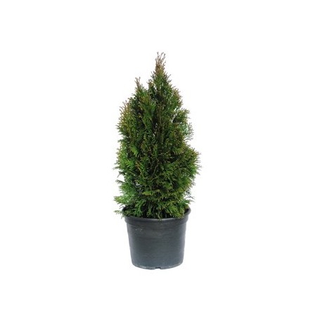 THUJA ESMERALDA MACETA 5L 50/70 ALTURA