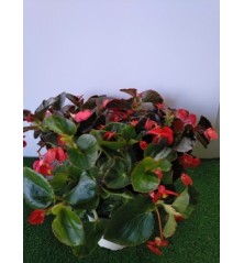 BEGONIA HYBRIDA BENARIENSIS MACETA 15CM
