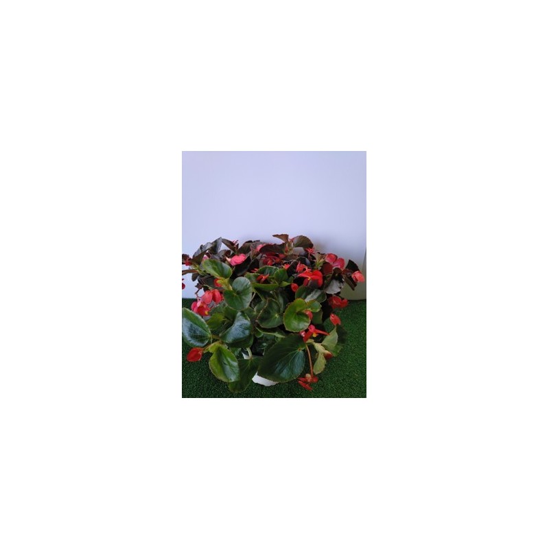 BEGONIA HYBRIDA BENARIENSIS MACETA 15CM