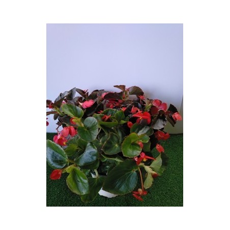 BEGONIA HYBRIDA BENARIENSIS MACETA 15CM