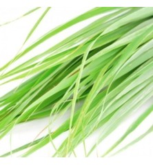CITRONELA LEMON GRASS MACETA 10,5CM