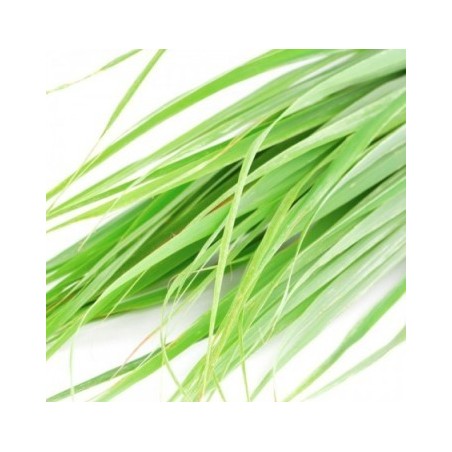 CITRONELA LEMON GRASS MACETA 10,5CM