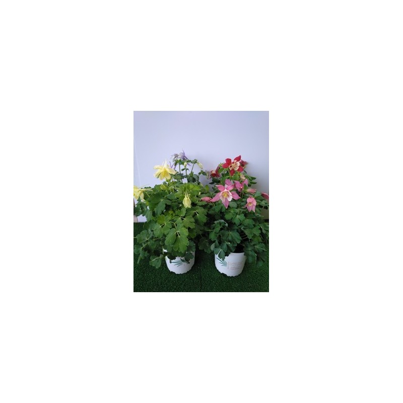AQUILEGIA MACETA 13CM