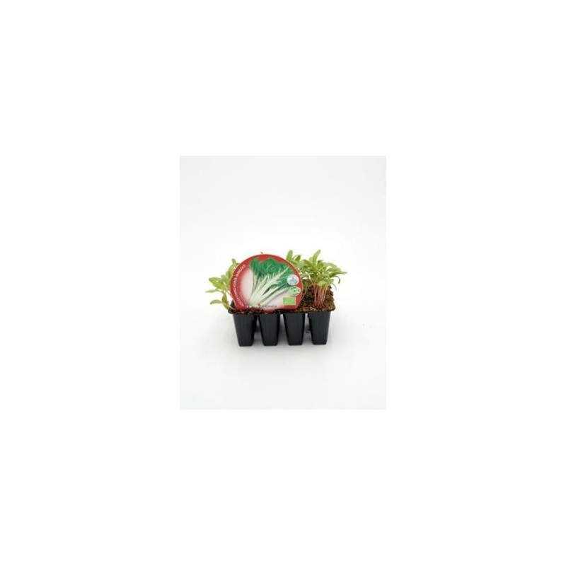 ACELGA PRODUCTO NATURAL BANDEJA 12 PLANTONES