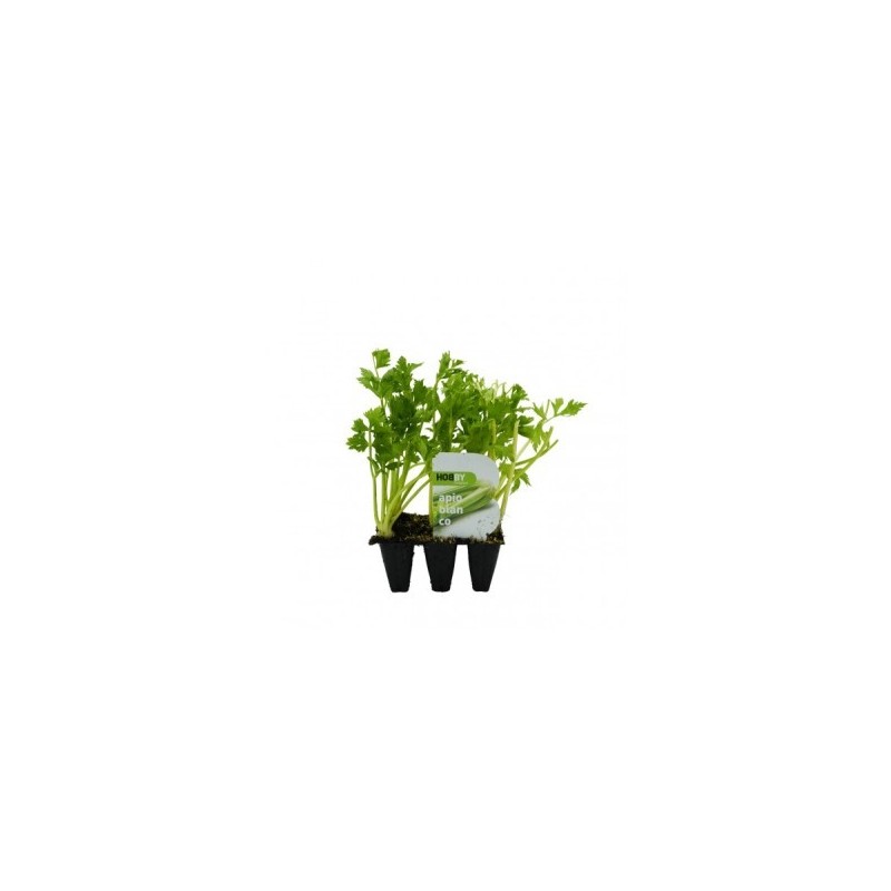 APIO BLANCO PACK 6 PLANTONES