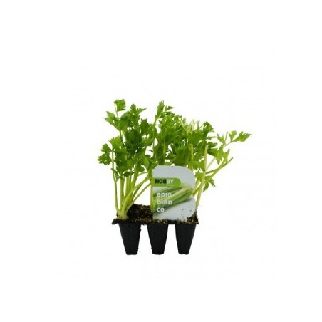 APIO BLANCO PACK 6 PLANTONES