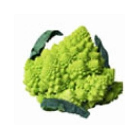 ROMANESCO BANDEJA 6 PLANTONES