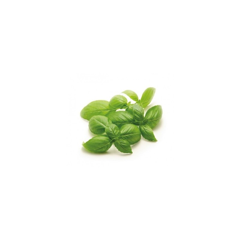 ALBAHACA HOJA ANCHA M10,5