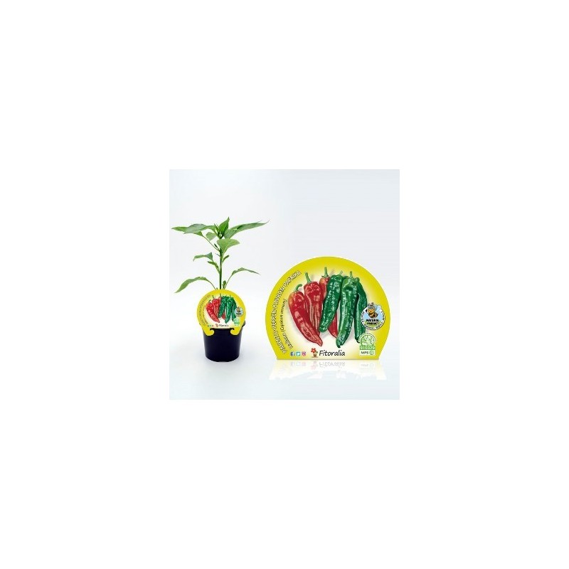 PIMIENTO ITALIANO PRODUCTO NATURAL MACETA 10,5CM
