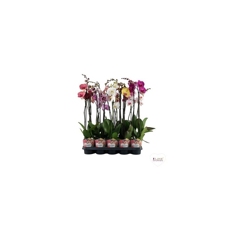 ORQUIDEA PROMISE 2 VARAS MIX MACETA 12CM