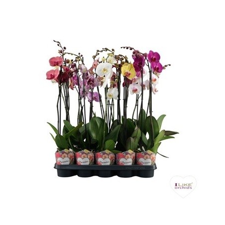 ORQUIDEA PROMISE 2 VARAS MIX MACETA 12CM