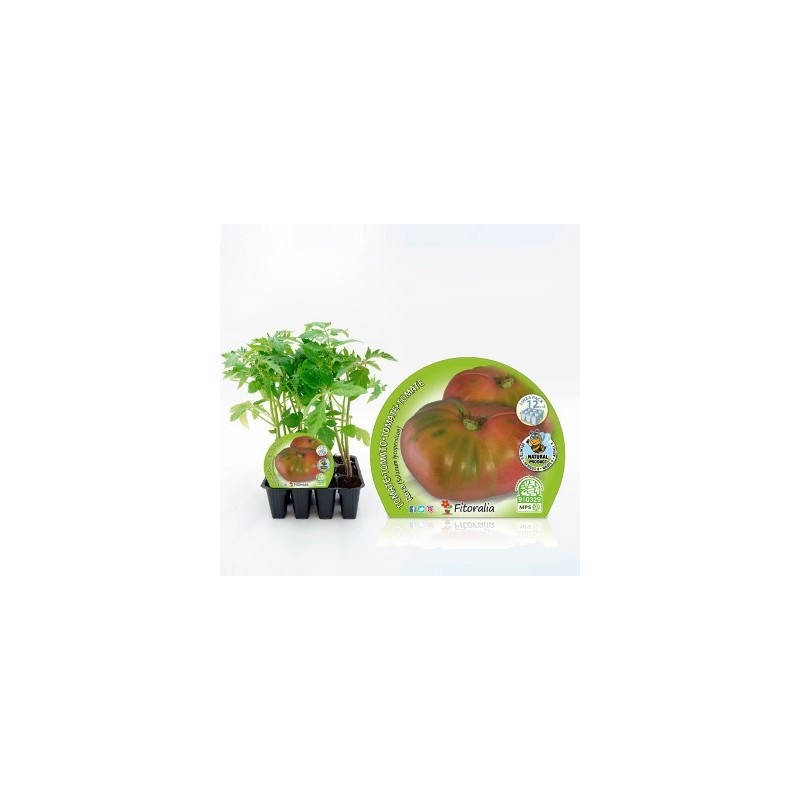 TOMATE ROSA PRODUCTO NATURAL BANDEJA 12 PLANTONES