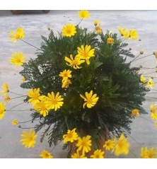 EVONIMO JAPONICA PULCHELLUS VERDE C2,5L