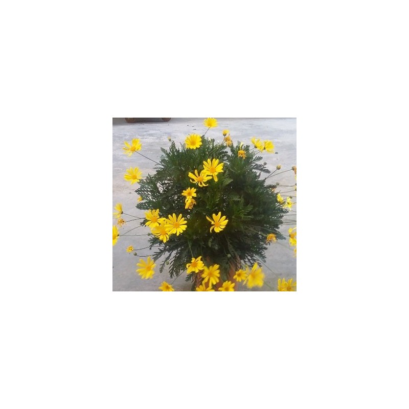 EVONIMO JAPONICA PULCHELLUS VERDE C2,5L