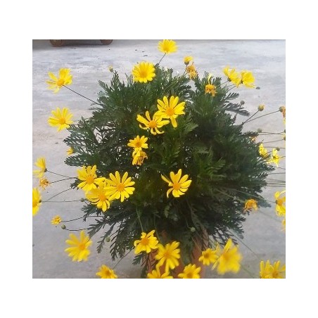 EVONIMO JAPONICA PULCHELLUS VERDE C2,5L