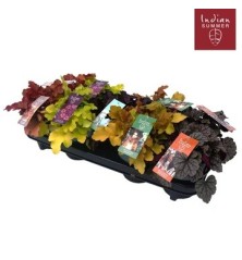 HEUCHERA MIXTO MACETA 12CM