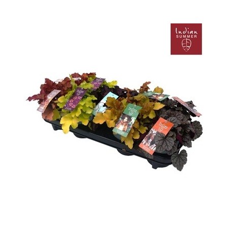 HEUCHERA MIXTO MACETA 12CM