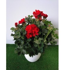GERANIO MACETA 5L