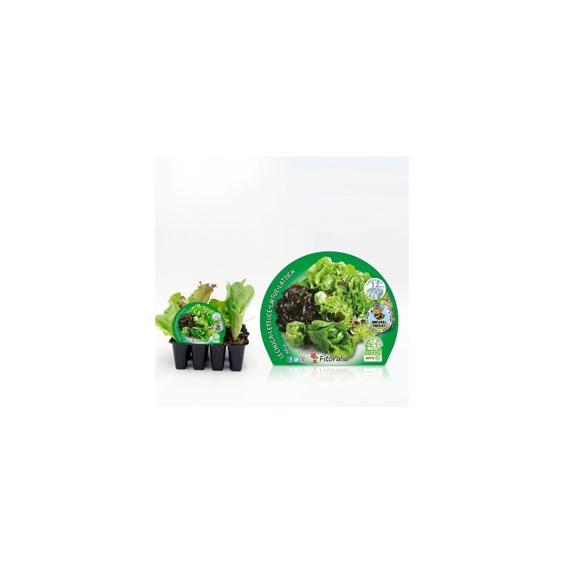 LECHUGAS SALANOVA MIX PRODUCTO NATURAL 12 PLANTONE