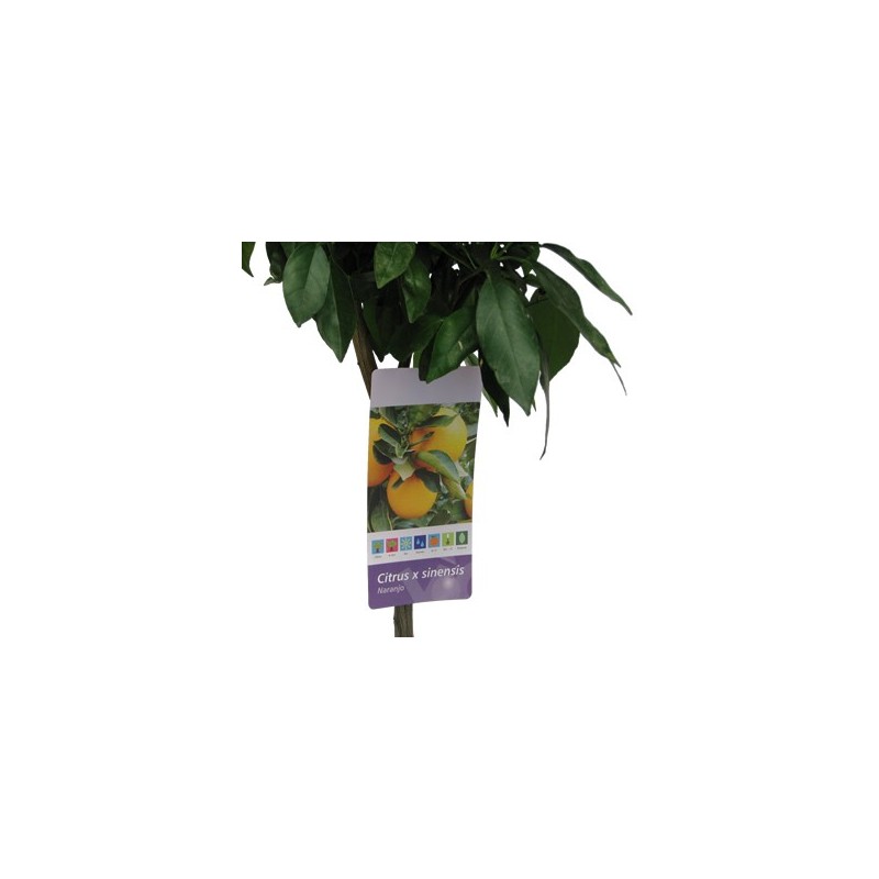 NARANJO MACETA 25CM