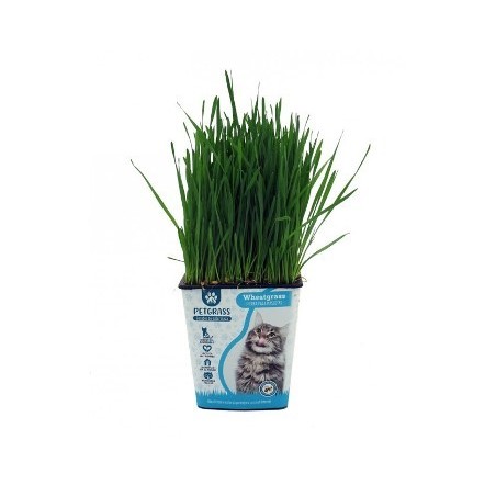 HIERBA PARA GATOS PRODUCTO NATURAL M11
