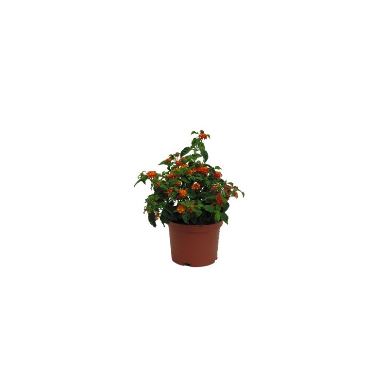 LANTANA CAMARA MACETA 15CM