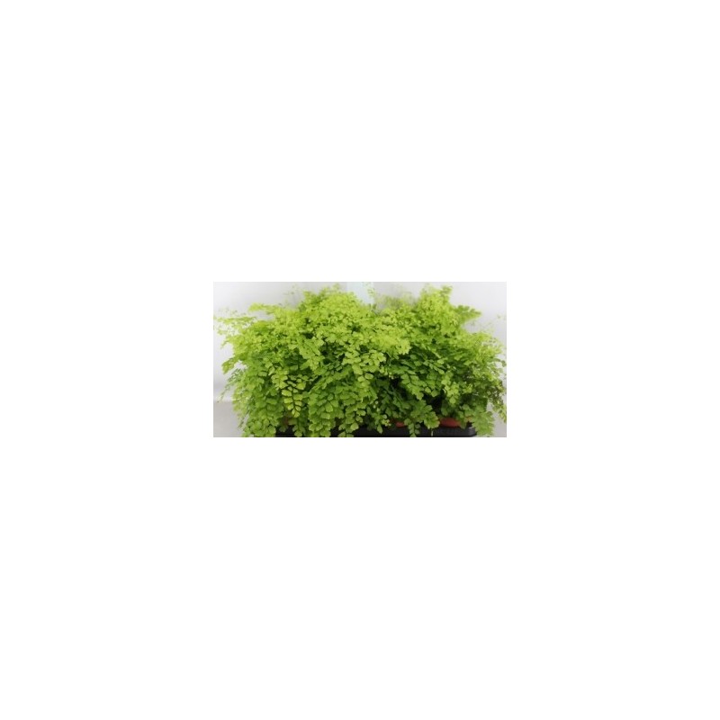 ADIANTUM FRAGANS 1,6L