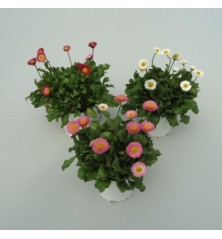 BELLIS MACETA 11CM