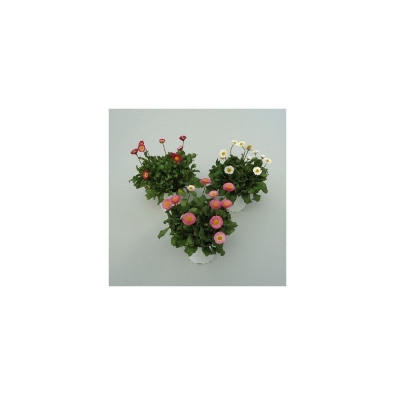 BELLIS MACETA 11CM