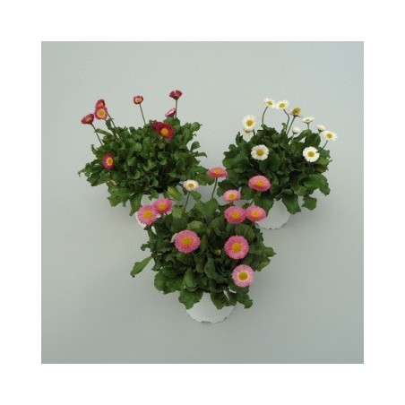 BELLIS MACETA 11CM