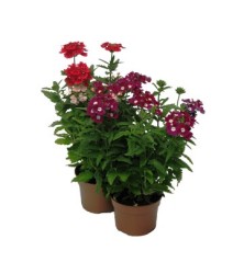 VERBENA MACETA 13CM
