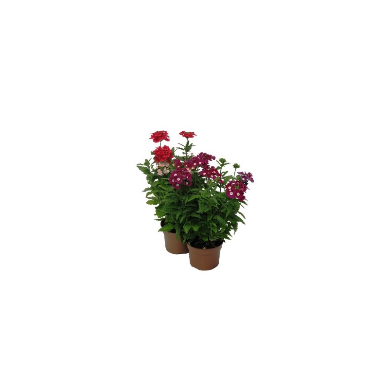 VERBENA MACETA 13CM