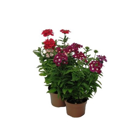 VERBENA MACETA 13CM