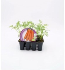 ZANAHORIA PRODUCTO NATURAL 12 PLANTONES