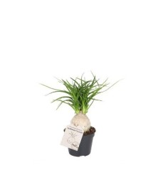 NOLINA RECURVATA MINI MACETA 6CMN