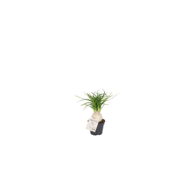 NOLINA RECURVATA MINI MACETA 6CMN