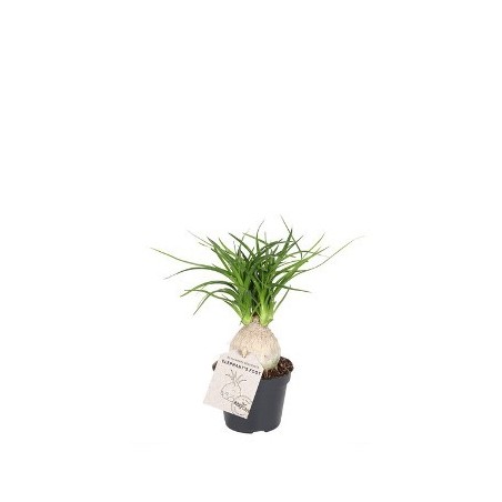 NOLINA RECURVATA MINI MACETA 6CMN