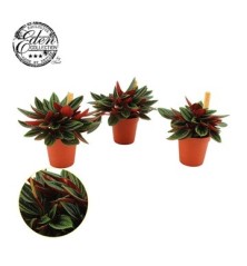 PEPEROMIA CAPERATA ROSSO MACETA 10,5CM