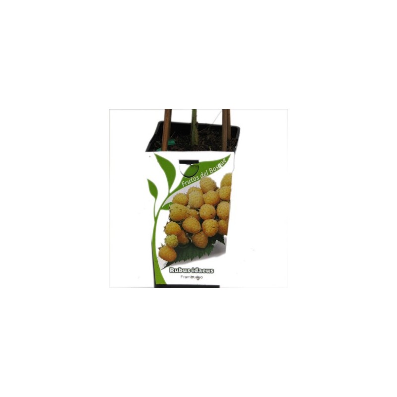 FRAMBUESA AMARILLA RUBUS IDAEUS 2L