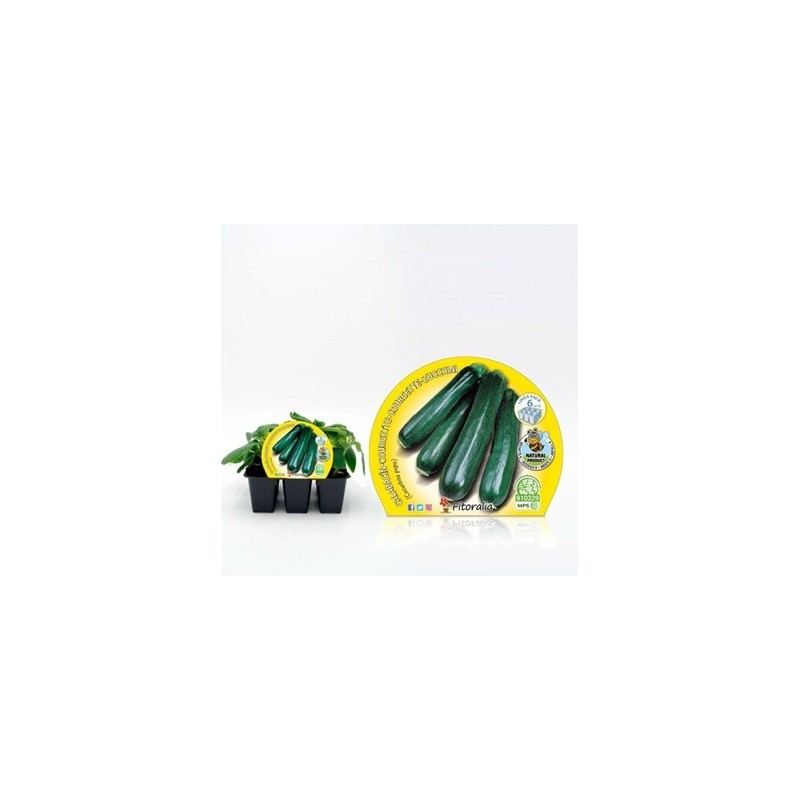 CALABACIN PRODUCTO NATURAL BANDEJA 6 PLANTONES