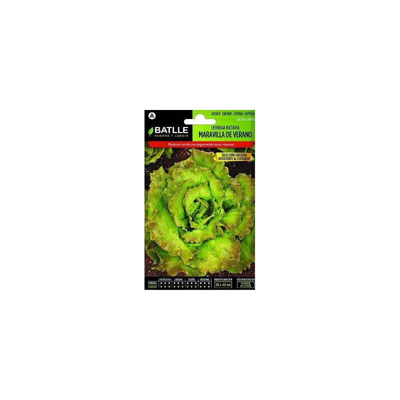 SEMILLAS LECHUGA BATAVIA MARAVILLA DE VERANO 7G