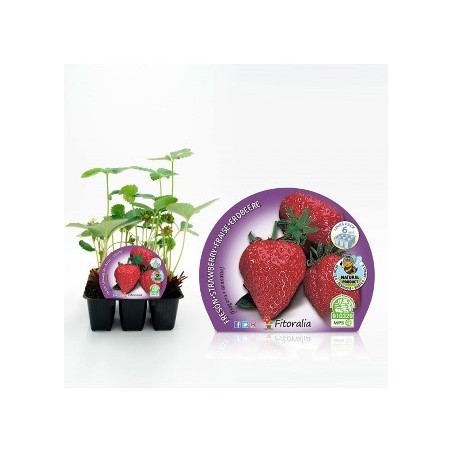 FRESON PRODUCTO NATURAL BANDEJA 6 PLANTONES