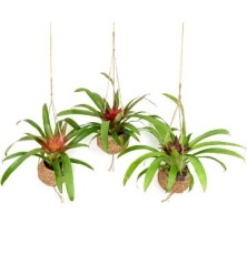 KOKODAMA BROMELIA MIX 12CM