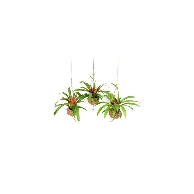 KOKODAMA BROMELIA MIX 12CM
