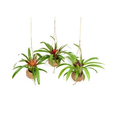 KOKODAMA BROMELIA MIX 12CM